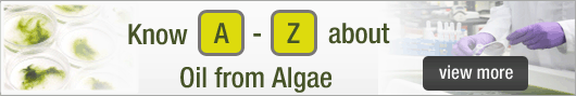 Oilgae Comprehensive Report