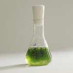 Algae4-low_14091554341249-300x300-noup