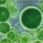 algae2