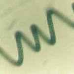spirulina_1184_13932215-300x183