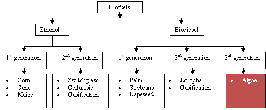 Byen Hellere Alfabetisk orden Bioteknologi & Introspeksi : Moving towards 2nd Generation Biofuel in  Malaysia: Hype, Hope and Promise