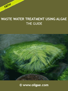 Oilgae Guide to Algae-based Wastewater Treatment