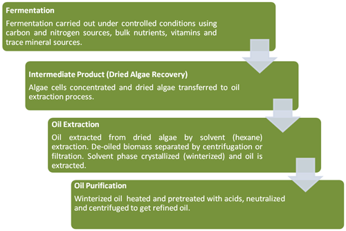 Production of DHA oil from Schizochytrium