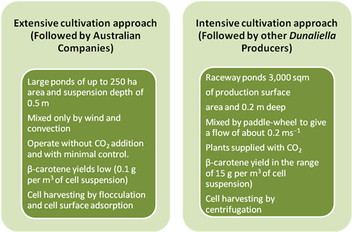 Beta Carotene Cultivation Approach