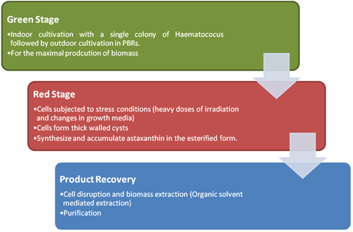 Commercial Production of Astaxanthin