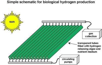Image result for Hydrogen Producing Algae